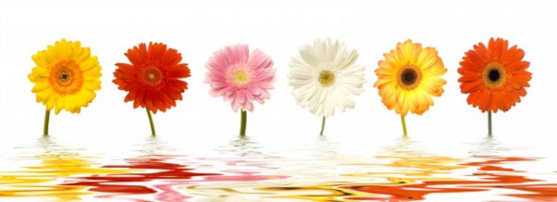 Gerbera von Rainer Junker