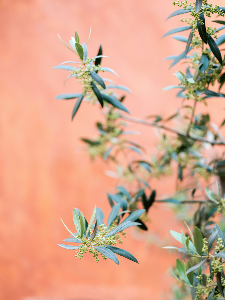 Green and coral von Raisa Zwart