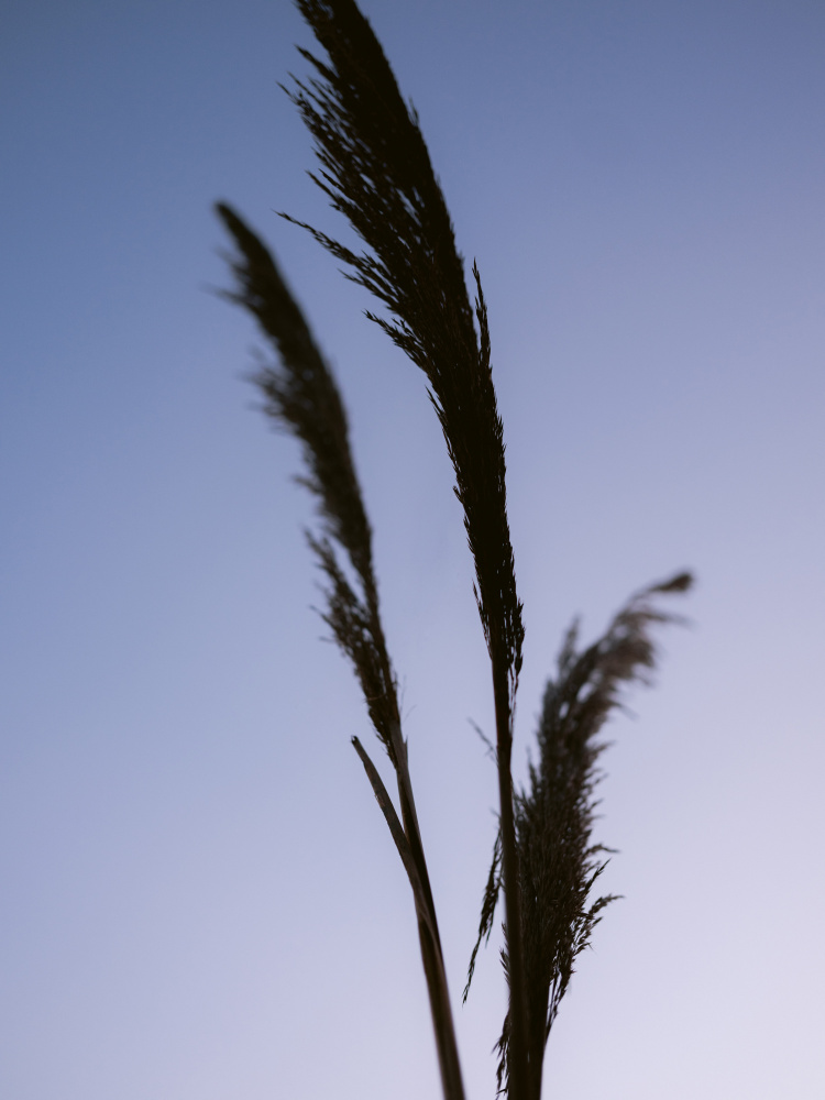 Shades of Purple von Raisa Zwart