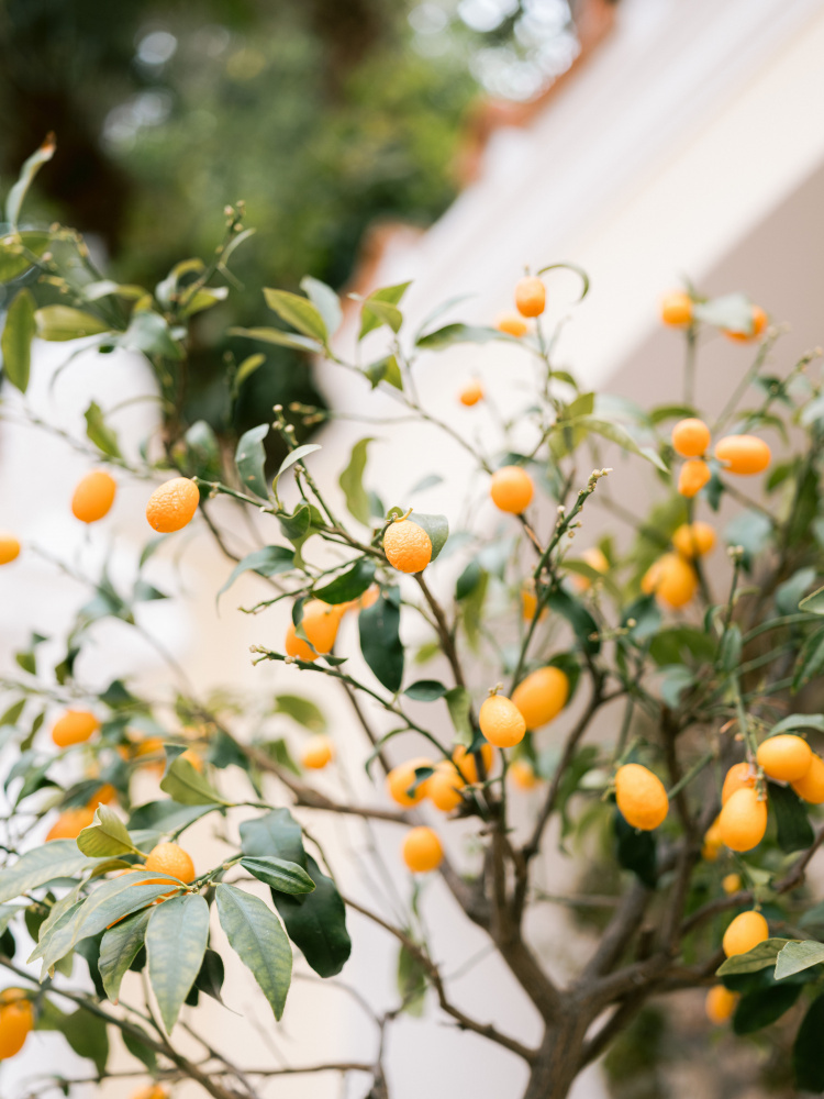 Orange Capri von Raisa Zwart