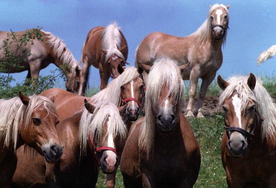 Haflinger-Gestüt Meura (Archivfoto und Text 1992) von Ralf Hirschberger