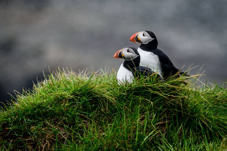 Pumpkin von Ralf Kayser