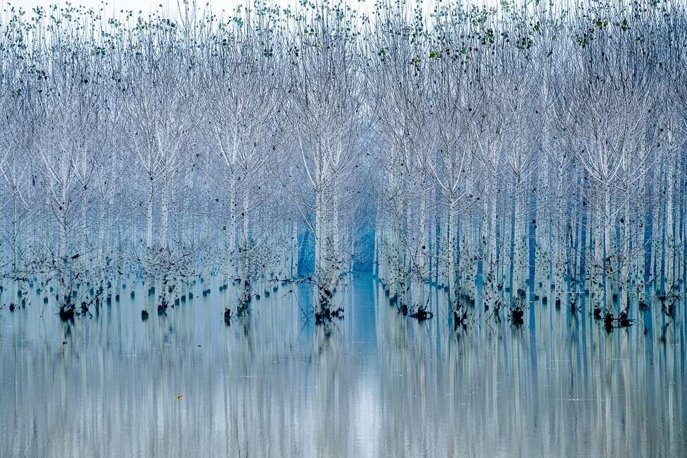 Young forest von Ralu Butnaru