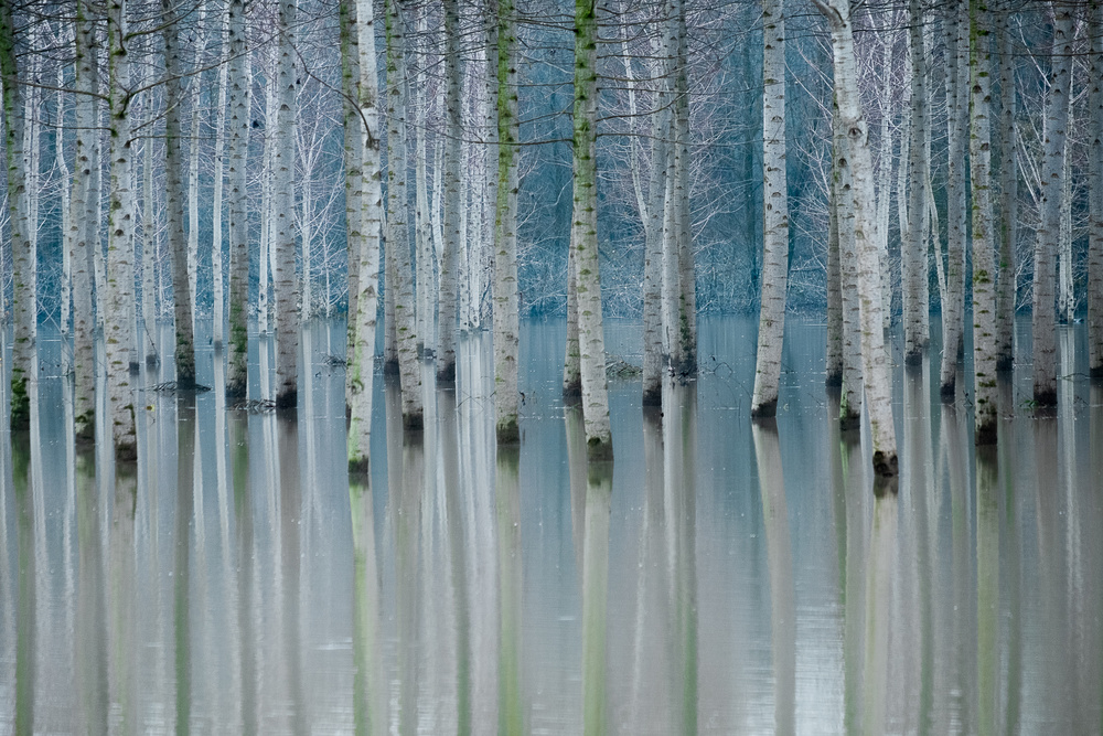 Enchanted forest von Ralu Butnaru