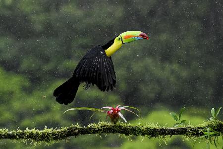 Toucan Hop