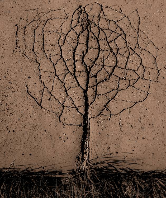 Asphalt tree von Rasto Gallo