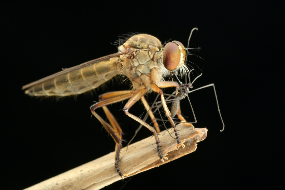 Eating von Rawisyah Aditya