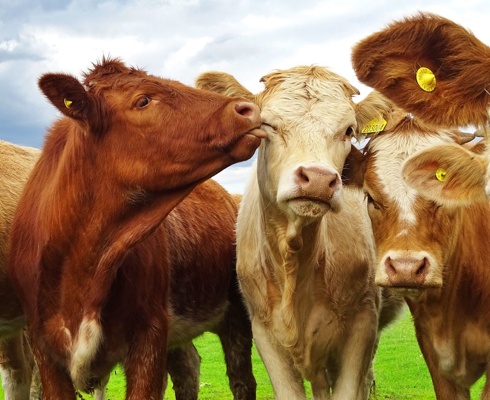 Pre Shoot von ray clark