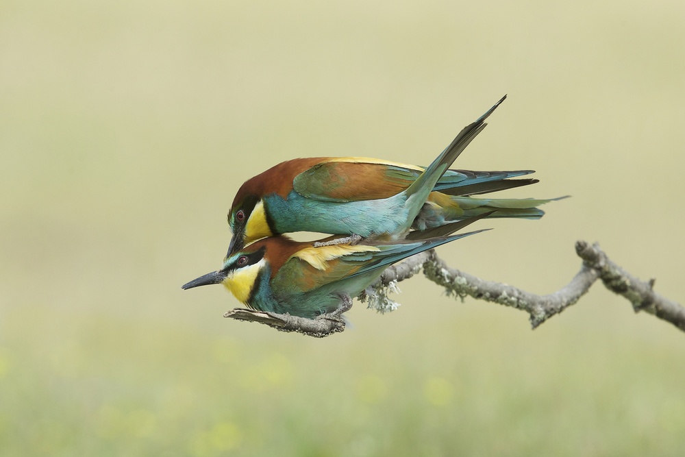 Making little Bee-eaters - 2 von Ray Cooper
