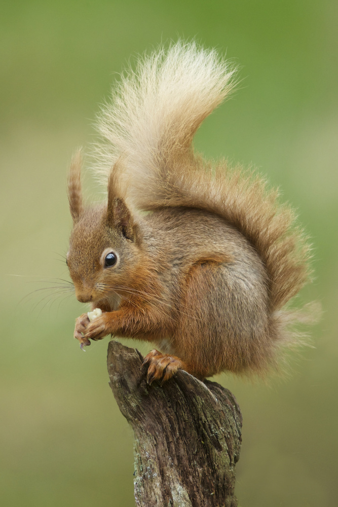 Red Squirrel von Ray Cooper