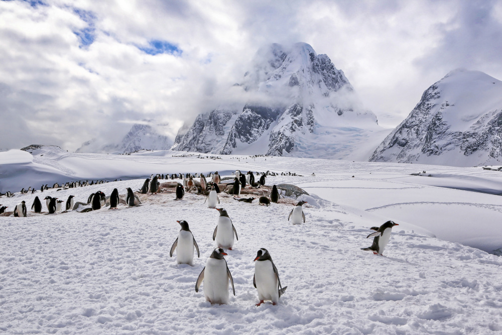 The Penguins Natual Habitat in Antarctica von Raymond Ren Rong Liu