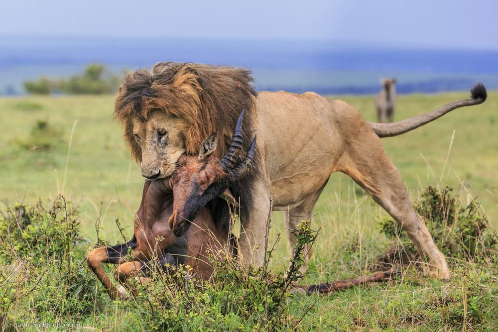 Life vs Death von Raymond Ren Rong Liu