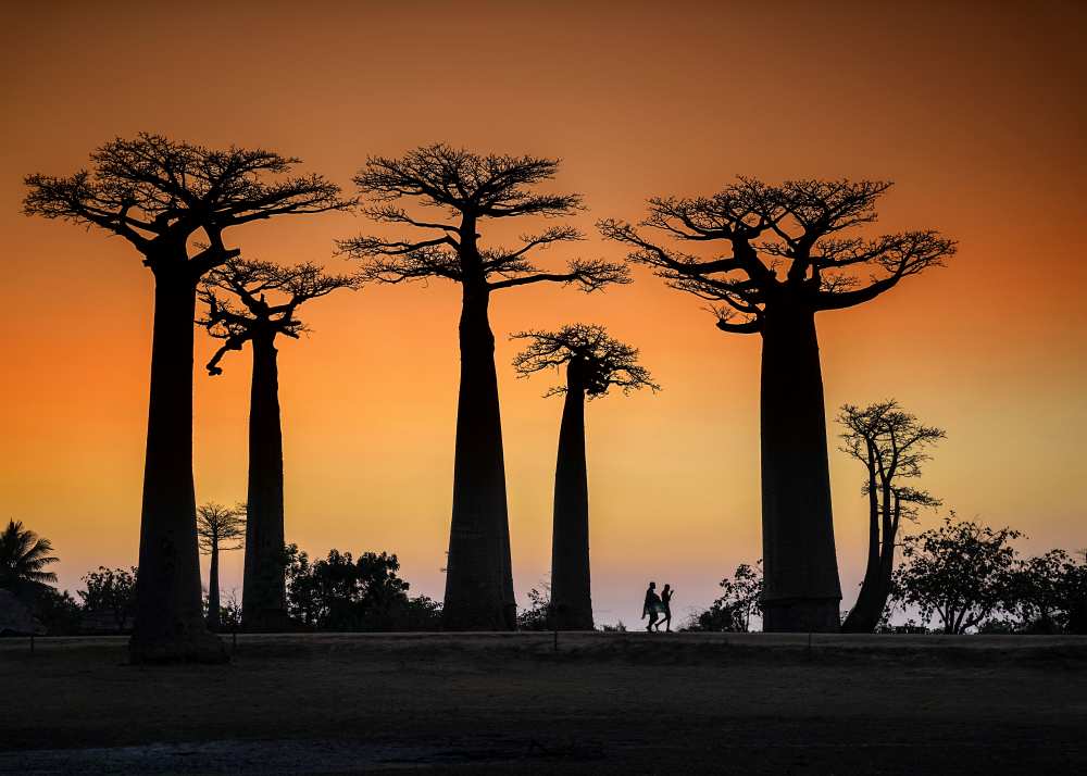 Sunset in Morondava von Raymond Ren Rong