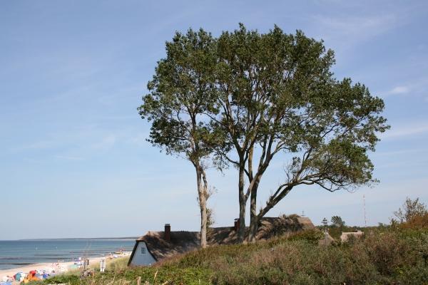 Windflüchter (Ahrenshoop) von Reinhard Schild