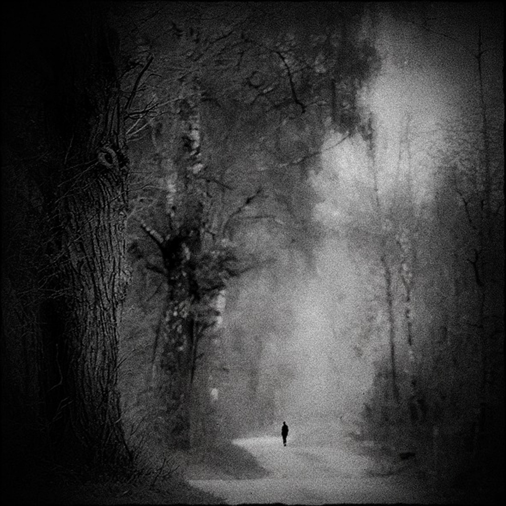 the loneliness in the forest von Renate Wasinger