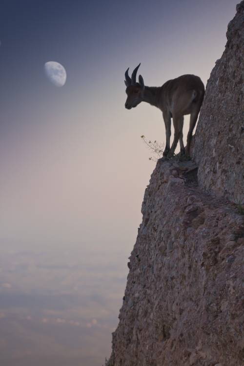 By a bouquet of flowers von Renato J. Lopez