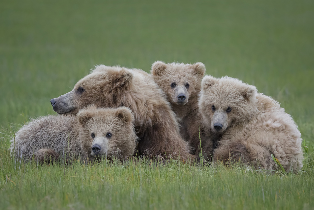 Bear Huddle von Renee Doyle