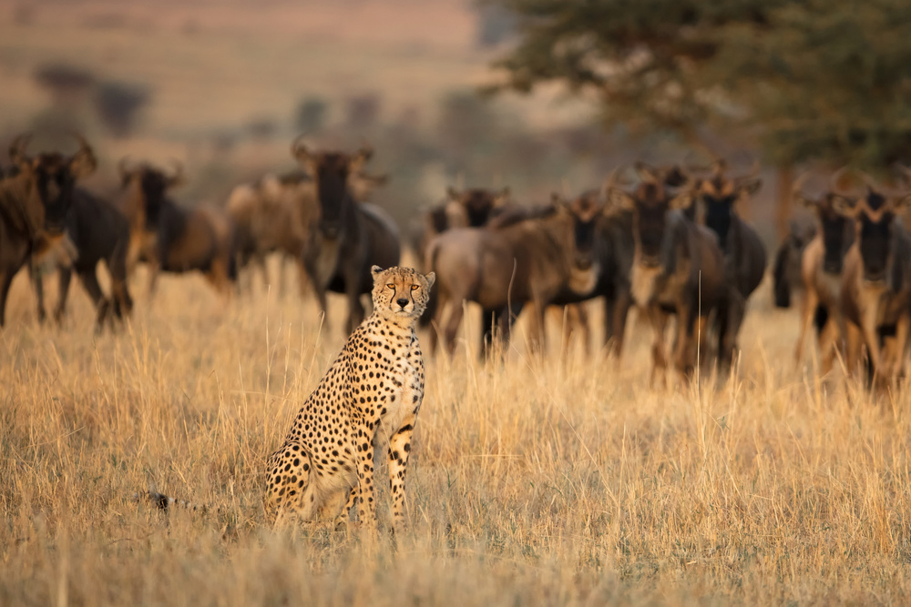 Aware von Renee Doyle