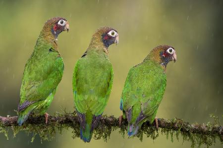 Hear No Evil, See No Evil, Speak No Evil