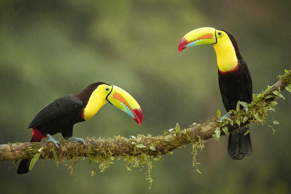 Singing in the Rain von Renee Doyle