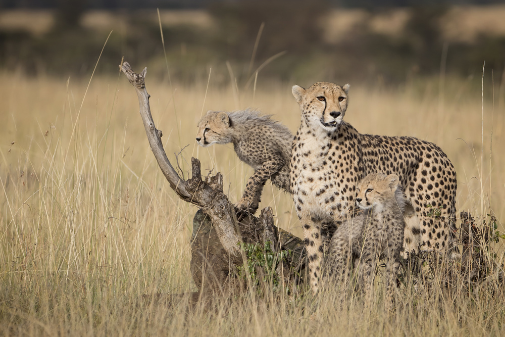 Mums Helpers von Renee Doyle