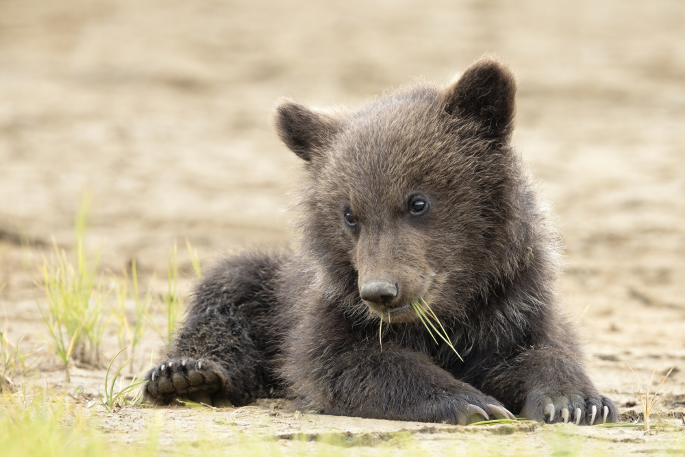 Mischief is Mischief von Renee Doyle