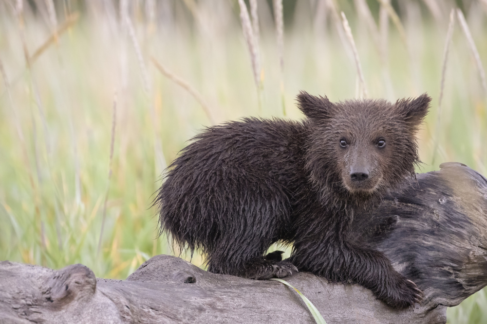Mischief in the Making von Renee Doyle