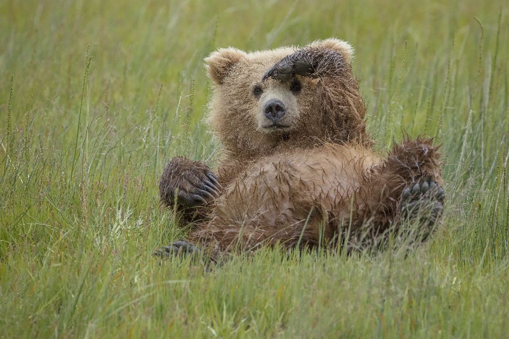 Wer ist da ? von Renee Doyle