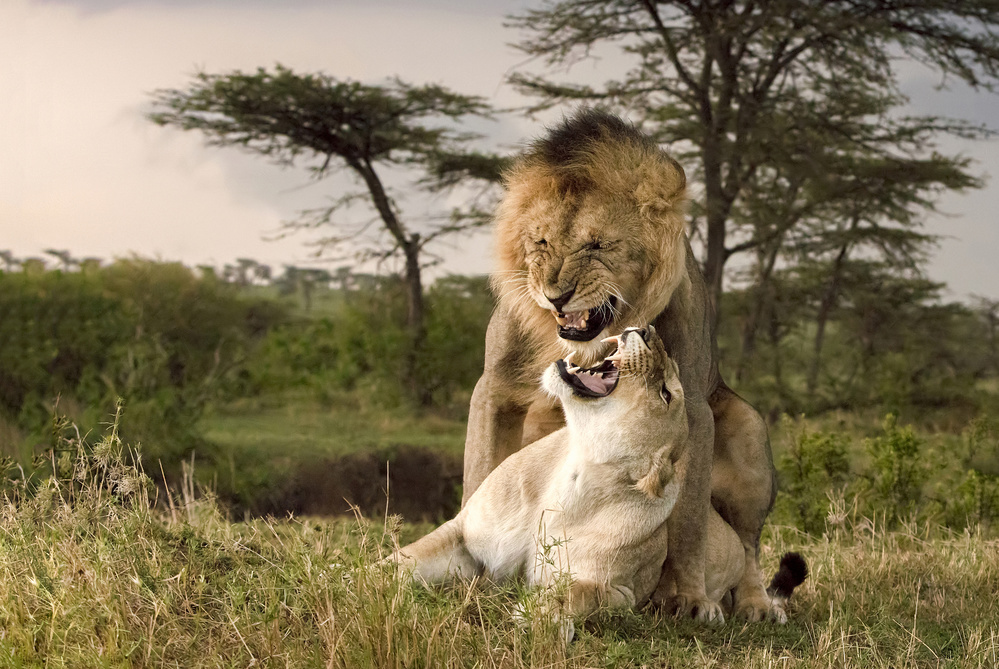 Future ... von Renee Doyle