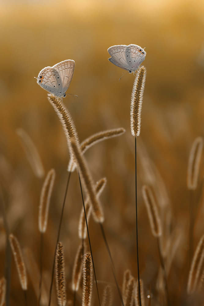 golden morning von Rhonny Dayusasono