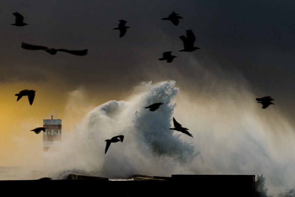 Im like a Bird von Ricardo Leal