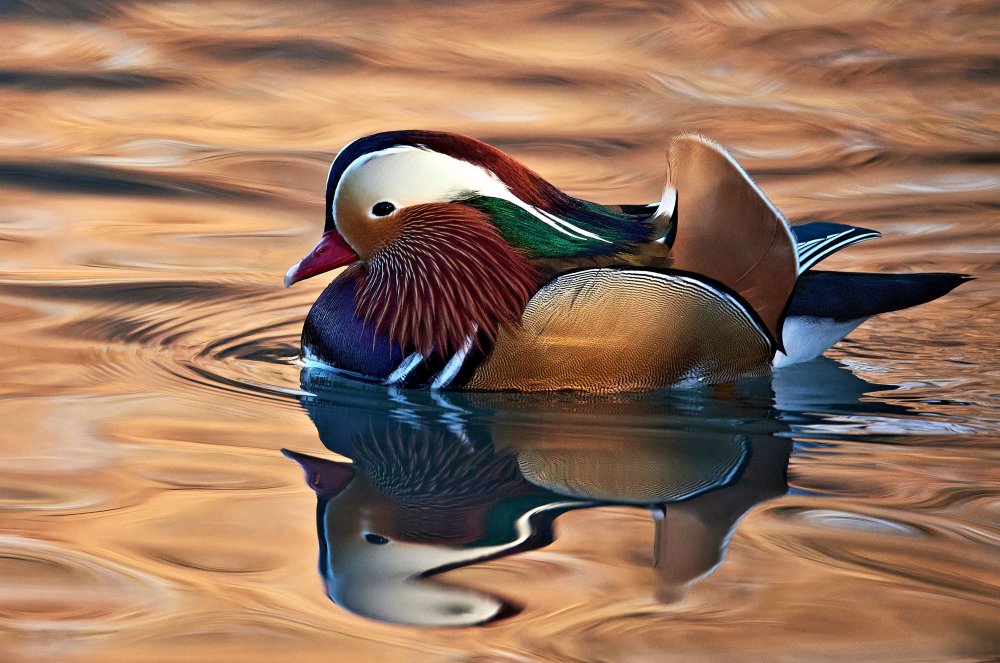 Mandarin duck von Riccardo Mazzoni