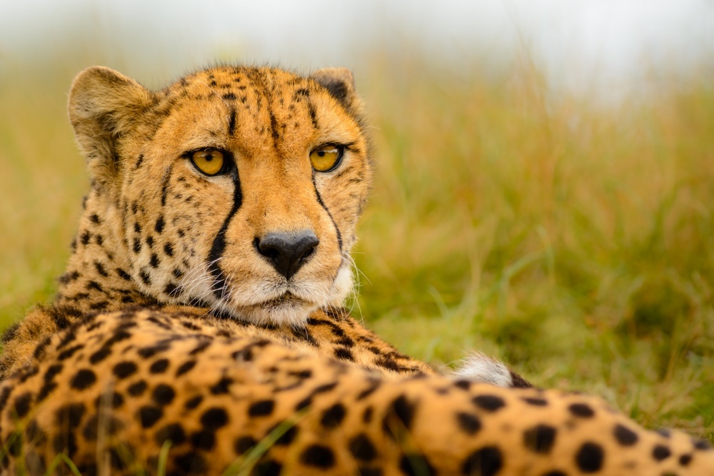 Cheetah stare von Richard Guijt