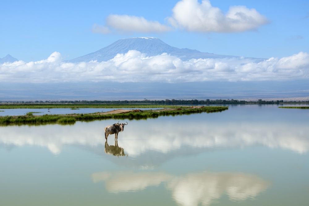 Wildebeest with Kilimanjaro von Richard Guijt