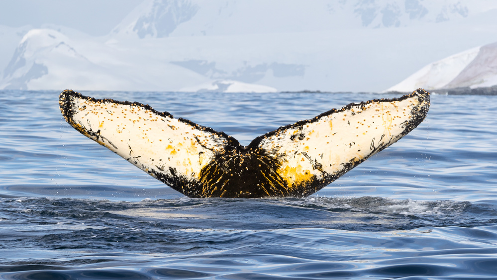 Show von Richard Liu