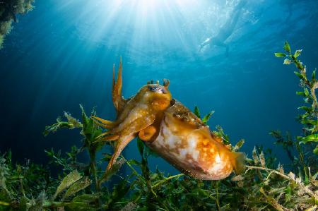 Cuttle/Human Viewing