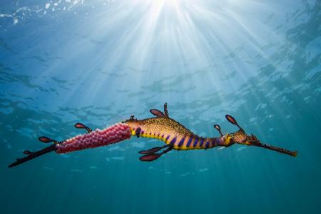 Weedy Seadragon in the Light