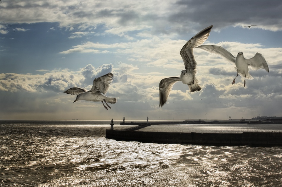 Flying above Dover von Ricky Siegers