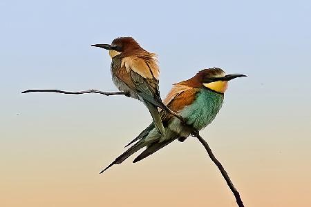 Merops apiaster#2