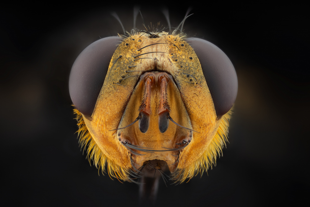 Yellow fly von Rico Cavallo