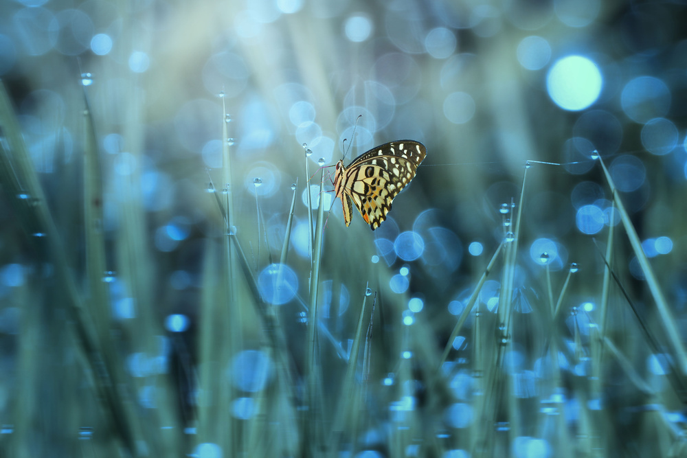 Butterfly von Ridho Arifuddin