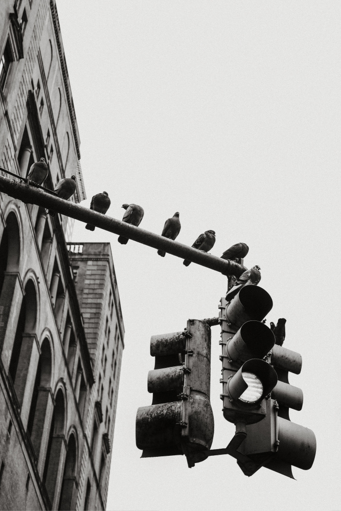 New York City Doves von Rikard Martin