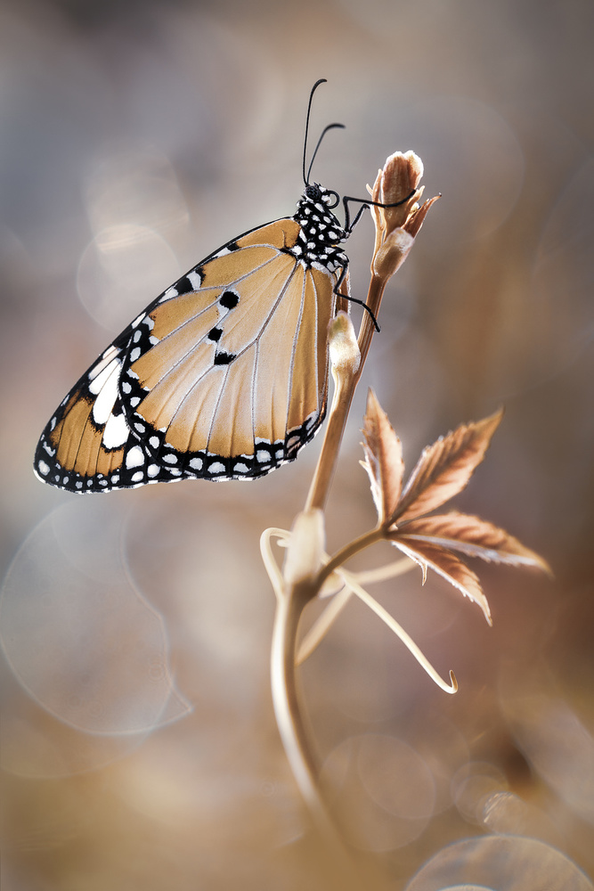 Autumn Beauty von Rina Barbieri