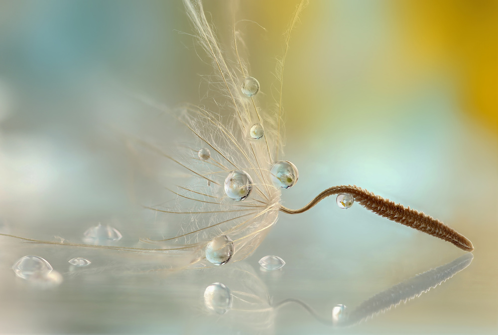 Crystal von Rina Barbieri