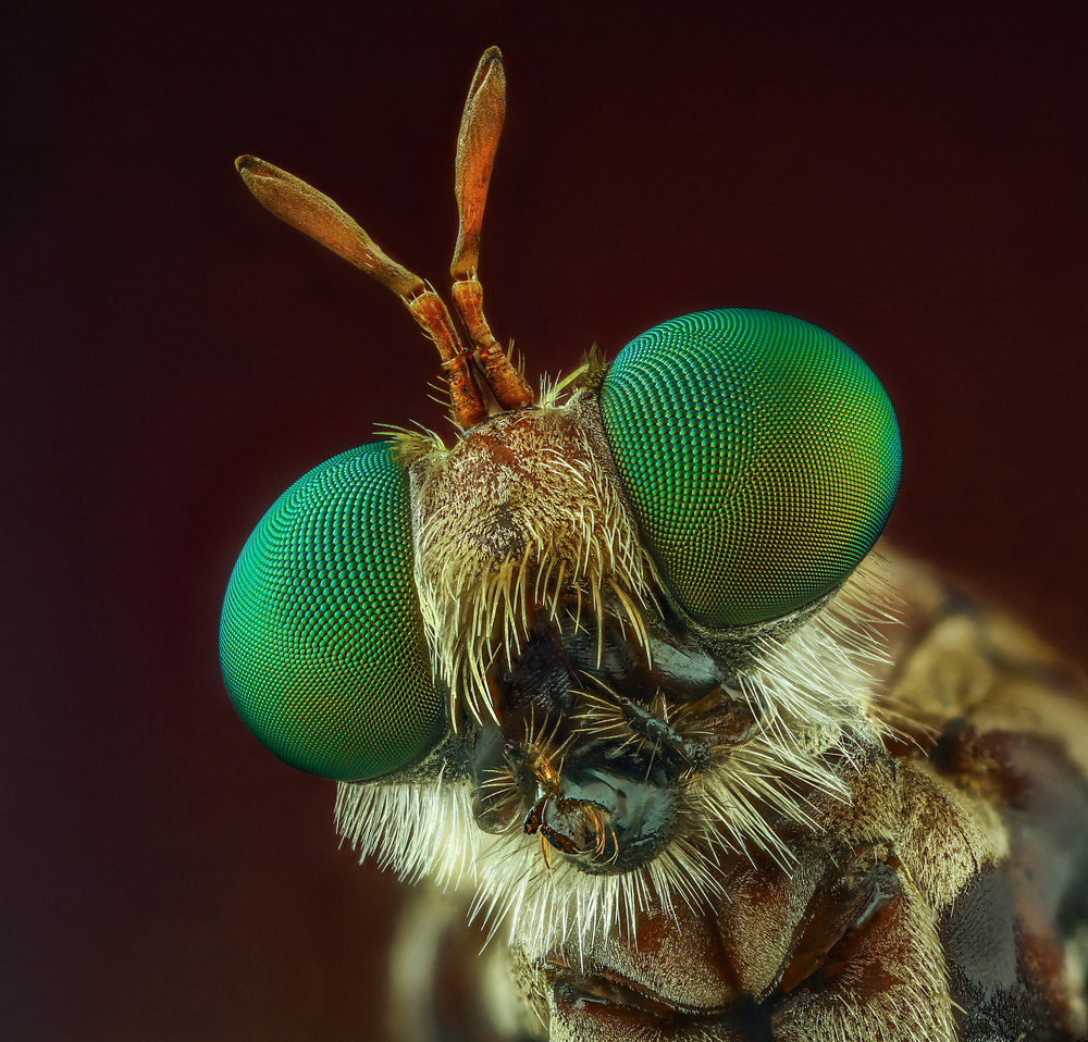 Robberfly von riyad_hamzi