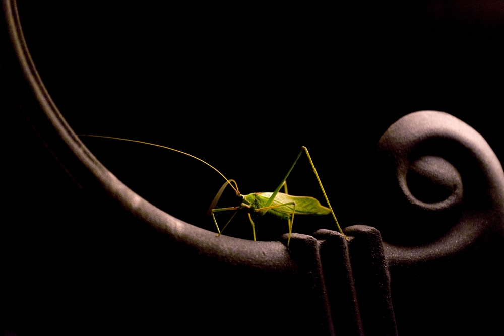 The night solist von Rizos Constantinos