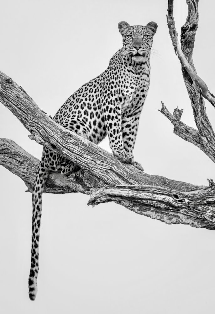 Leopard Portrait - Mono Var von Rob Darby