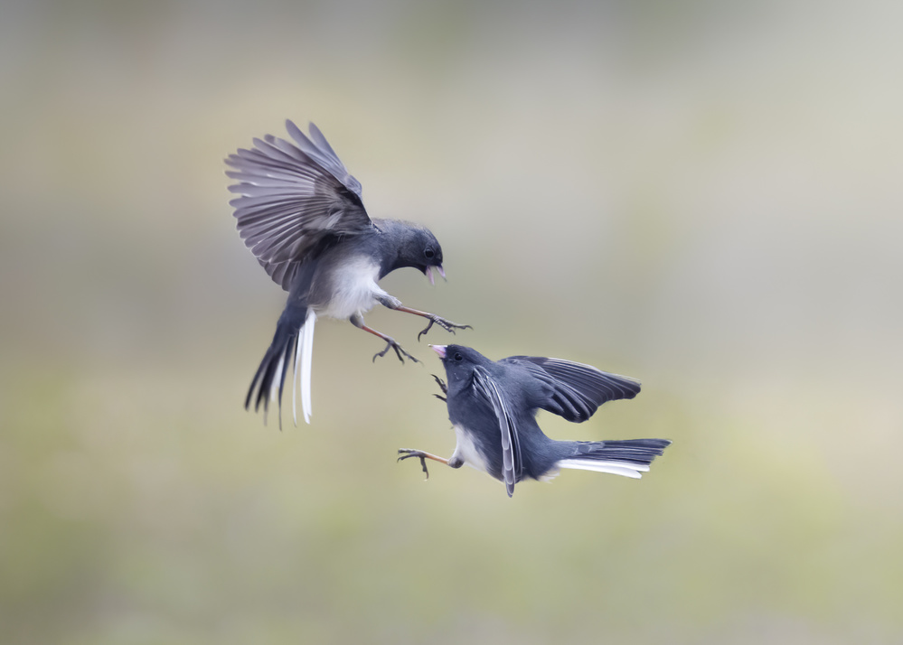 dancing in the air von Rob Li