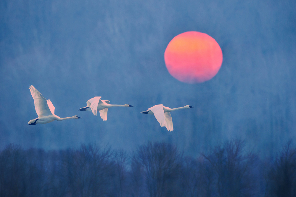 Foggy Sunrise von Rob Li