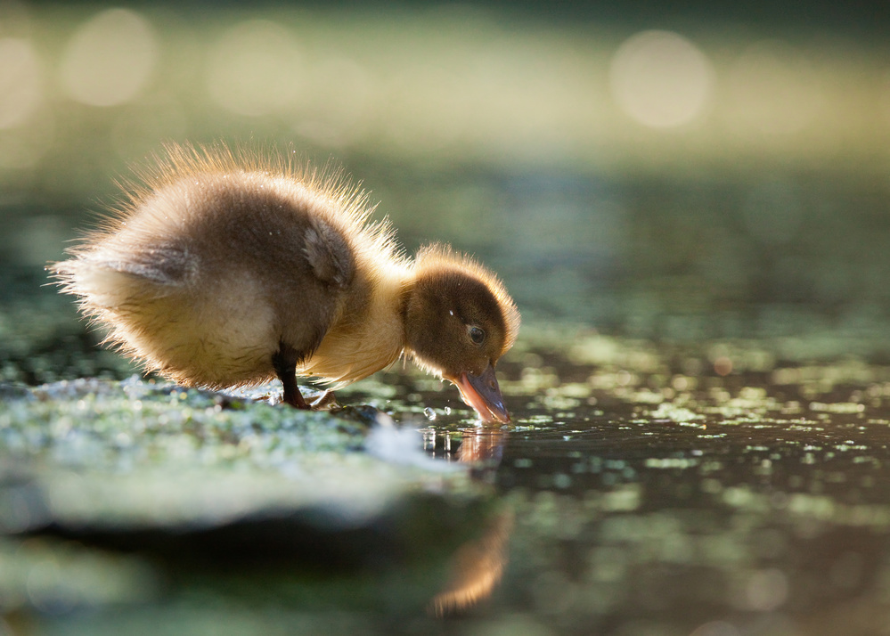 Duck von Robert Adamec